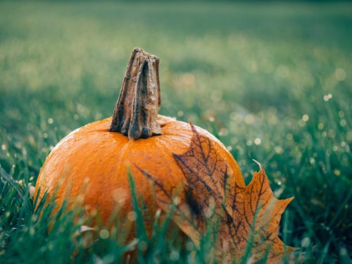 pumpkin in grass